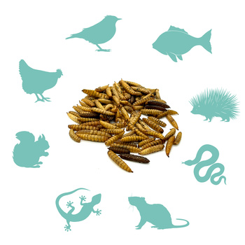 Suszone larwy muszki żołnierskiej dla gadów, gryzoni i ryb 1kg BSL