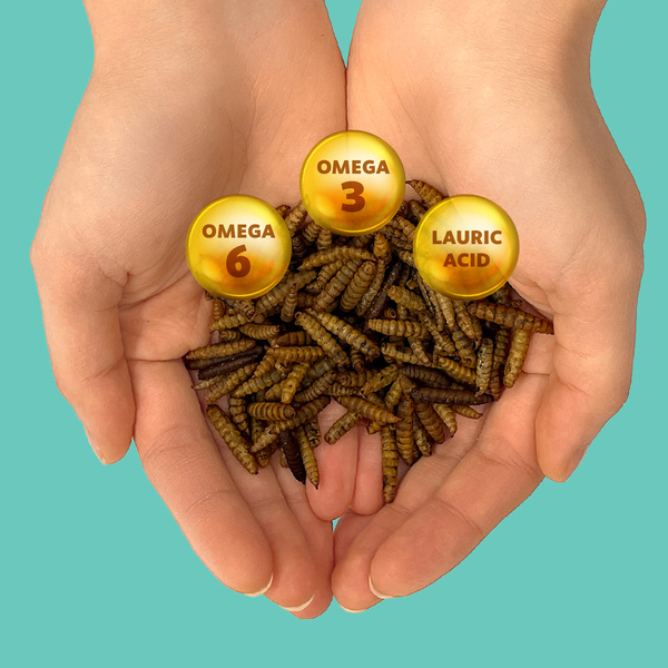 Suszone larwy muszki żołnierskiej dla gadów, gryzoni i ryb 1kg BSL