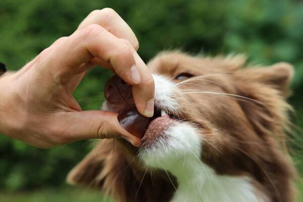 Geloren Small Dog 180g - Mieszanka uzupełniająca, żelki dla psów na stawy